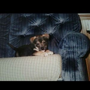 Meet your Posher, Steve